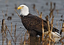 Haliaeetus leucocephalus